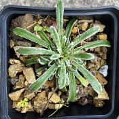 Saxifraga marginata ssp. coriophylla, 8.8.21_1