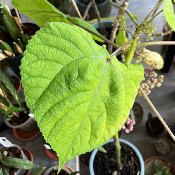 Dendrocnide moroides, plant 1, 11.10.21_1