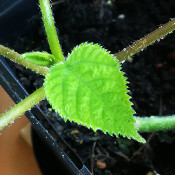 Dendrocnide moroides, plant 2, 11.10.21_3