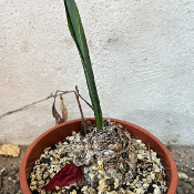 Drimia maritima, plant 5, 16.10.21_1