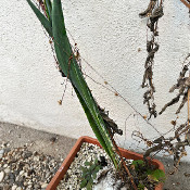 Drimia maritima, plant 6, 16.10.21_1