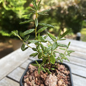 Rhododendron subarcticum