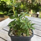 Rhododendron hirsutum