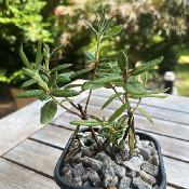 Rhododendron tolmachevii