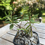 Rhododendron tolmachevii