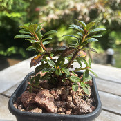 Rhododendron myrtifolium