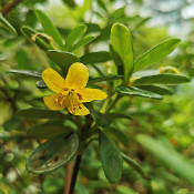 Rhododendron emarginatum_2