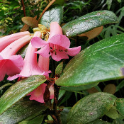 Rhododendronpark Bremen - botanika am 1.10.20