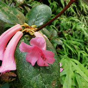 Rhododendron phaeochitum_4