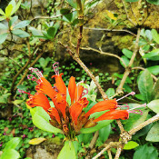 Rhododendron im Rhododendron-Park/Botanika