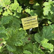 Schloßgarten Erlangen, 18.9.21