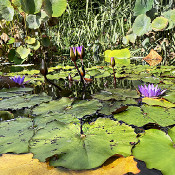 Schloßgarten Erlangen_38