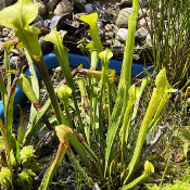 Bog bed on 10.8.21_1