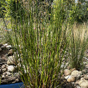 Bog bed on 10.8.21_5