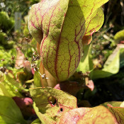 Bog bed on 10.8.21_6