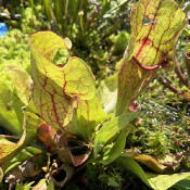 Bog bed on 10.8.21_7