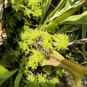 Bog bed on 10.8.21_8