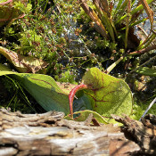 Bog bed on 10.8.21_9