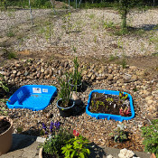 Creation of our bog bed on 22. June 2020_21