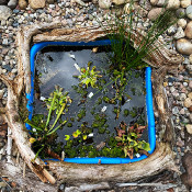 Creation of our bog bed on 22. June 2020_18