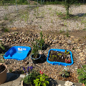 Creation of our bog bed on 22. June 2020_13