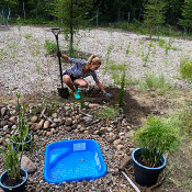 Creation of our bog bed on 22. June 2020_11