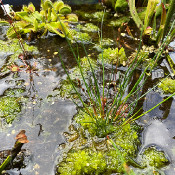 Creation of our bog bed on 22. June 2020_4