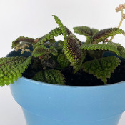 Pilea involucrata_3