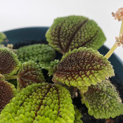 Pilea involucrata_4