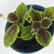 Pilea involucrata_8