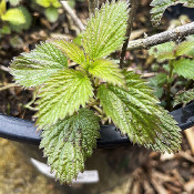 Urtica gracilis, 13.4.21_2