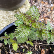 Urtica gracilis, 13.4.21_3