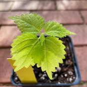 Urtica bulbifera/Laportea bulbifera, 26.2.21_3