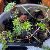 Urtica bianorii, 23.1.21 - 2