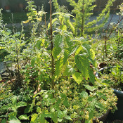 Urtica gracilis, 12.9.20 - 1