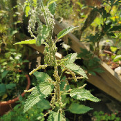 Urtica holosericea, 12.9.20 - 3