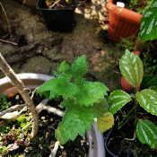 Urtica holosericea, 12.9.20 - 4