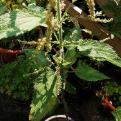 Urtica holosericea, 12.9.20 - 5