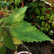 Urtica holosericea, 12.9.20 - 6