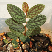 Pilea sp. BGB 136-31-15-30/1, 12.9.20 - 1