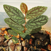 Pilea sp. BGB 136-31-15-30/1, 12.9.20 - 2