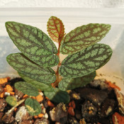 Pilea sp. BGB 136-31-15-30/1, 12.9.20 - 3