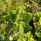 Laportea canadensis, 12.9.20 - 4