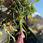 Tillandsia sp., 5.9.21_1