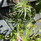 Tillandsia sp., 5.9.21_2