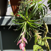 Tillandsia sp., 5.9.21_3