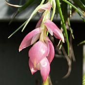 Tillandsia sp., 5.9.21_4