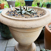 Cacti