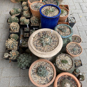 Part of our cacti collection, 3.9.20 - 2