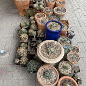 Cacti